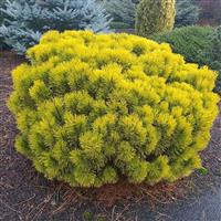 Pinus mugo Carstens Wintergold - Dwarf Winter Gold Pine