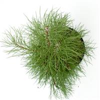 Pinus nigra Koekelare