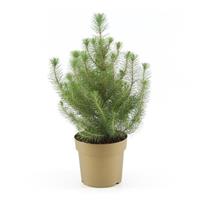 Pinus 'Silver Crest'