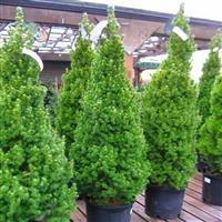 Picea glauca Conica - Dwarf Alberta Spruce - LARGE circa 80cm - 100cm Specimen