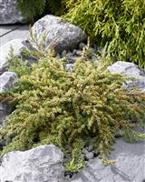 Juniperus communis 'Lemon Carpet'
