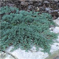 Juniperus horizontalis 'Icee Blue'