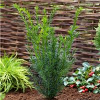 Taxus media 'Groenland'