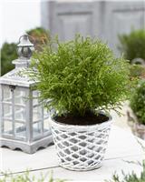 Thuja occidentalis Bowling Ball