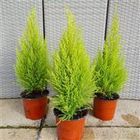 Lemon Scented Monterey Cypress Goldcrest