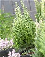Chamaecyparis lawsoniana White Spot