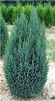 Chamaecyparis lawsoniana Ellwoodii