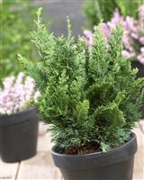 Chamaecyparis lawsoniana Wisselii