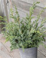 Juniperus chinensis Blue Alps
