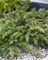 Juniperus conferta Schlager