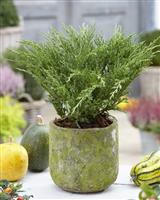 Juniperus horizontalis Andorra Compact