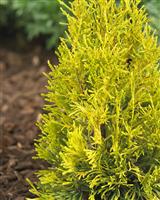 Thuja plicata 4ever Goldy