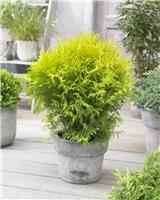 Thuja occidentalis Golden Globe