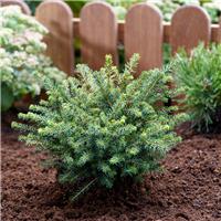 Picea omorika 'Karel' - Siberian Spruce
