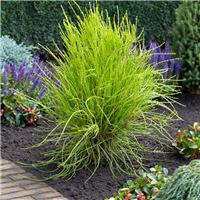 Platycladus orientalis 'Franky Boy' - Oriental thuja