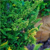 Chamaecyparis obtusa 'Chirimen' - Hinoki Cypress
