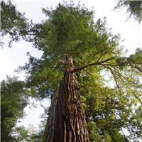 Sequoia sempervirens - Coast Redwood - Large circa 120cm