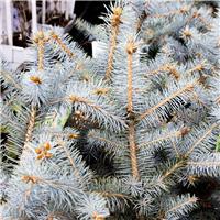 Picea pungens 'Blue Diamond' - Colorado Spruce