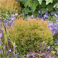 Thuja occidentalis 'Fire Chief' - White Cedar