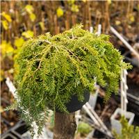 Tsuga canadensis 'Cole's Prostrate'