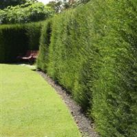 Taxus Baccata - English Yew - Pot grown bushy plants 40-60cms
