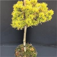 Pinus mugo Winter Gold - Golden Mountain Pine Minature STANDARD Tree