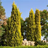 Lemon Scented Monterey Golden Cypress LARGE - circa 100cm Gold Totem Tree +