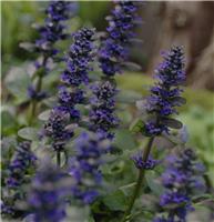 Ajuga reptans Catlins Giant - Bugle