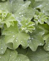 Alchemilla mollis - Lady's Mantle