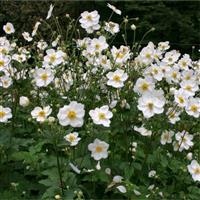 Anemone Honorine Jobert - Japanese Anemone