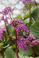 Bergenia cordifolia - Elephants Ears