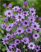 Catananche caerulea - Cupids Dart