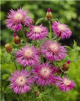 Centaurea ''Dealbata'' - Centurea