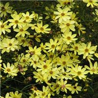 Coreopsis Moonbeam - Tickseed