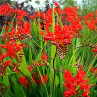 Crocosmia ''Lucifer''