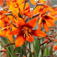 Crocosmia Emily McKenzie