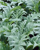 Cynara cardunculus - Silver Cardoon