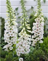 Digitalis purpurea ''Alba'' - Albiflora Snow Thimble White Foxgloves