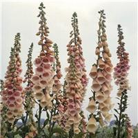 Digitalis purpurea 'Suttons Apricot' - Foxgloves