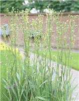 Eryngium Agavifolium - Eryingium agavifolium
