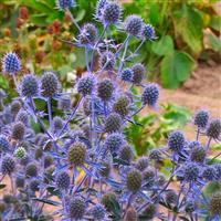 Eryngium planum - Eryingium - Blue Sea Holly