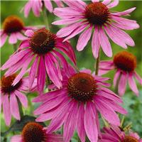 Echinacea purpurea - Purple Cone Flower Plants