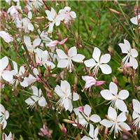 Gaura lindheimeri The Bride - 'Whirling Butterflies' Plant