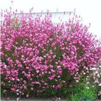 Gaura lindheimeri Belleza Pink - In Bud & Bloom