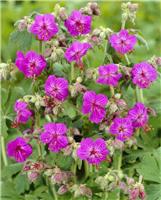 Geranium macrorrhizum 'Bevan's Variety' - Balkan Cranesbill