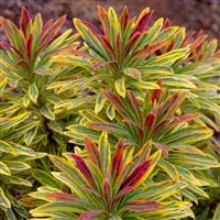 Euphorbia Ascot Rainbow
