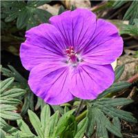 Geranium sanguineum
