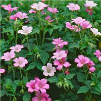 Geranium oxonianum 'Wargrave Pink'