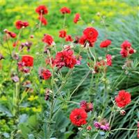 Geum Mrs Bradshaw - Avens
