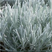Helichrysum italicum - Curry Plant